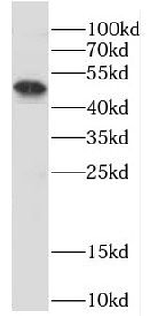 DPF2 Antibody