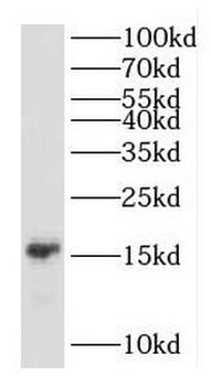 TNFRSF25 Rabbit Polyclonal Antibody