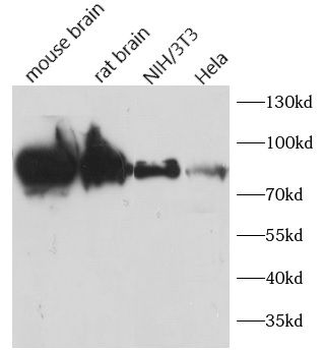 DNM1L Antibody