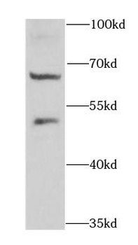 DTX2 Antibody