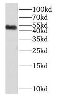 DUSP10 Rabbit Polyclonal Antibody
