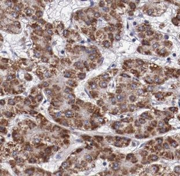 DUSP10 Rabbit Polyclonal Antibody