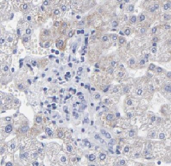 DUSP9 Rabbit Polyclonal Antibody