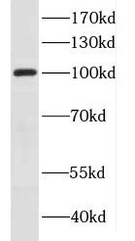 DNM1 Rabbit Polyclonal Antibody