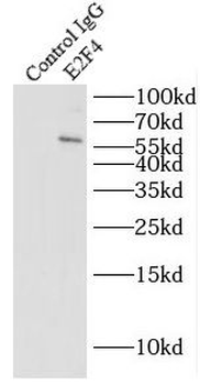 E2F4 Rabbit Polyclonal Antibody