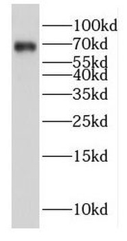 E2F4 Rabbit Polyclonal Antibody
