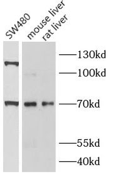 SLC1A2 Rabbit Polyclonal Antibody