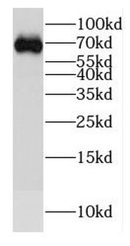 SLC1A6 Antibody