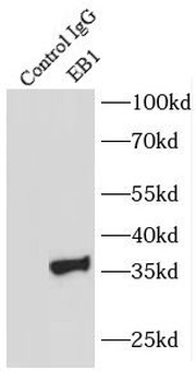 MAPRE1 Antibody