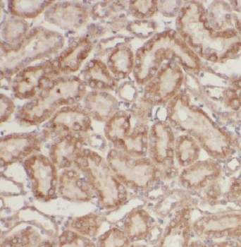 MAPRE1 Antibody