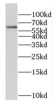 EBF1 Antibody
