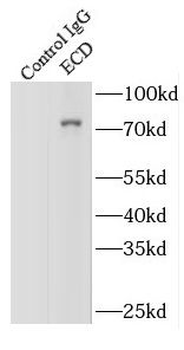ECD Rabbit Polyclonal Antibody