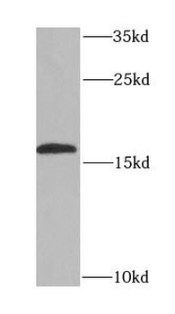 EDF1 Rabbit Polyclonal Antibody