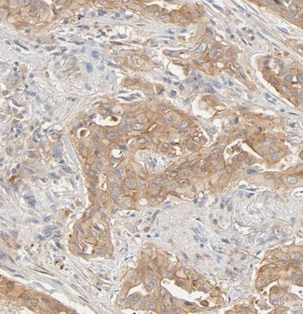 EEF1A1 Rabbit Polyclonal Antibody