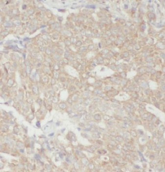 EEF1E1 Rabbit Polyclonal Antibody