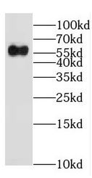 EHD1 Antibody