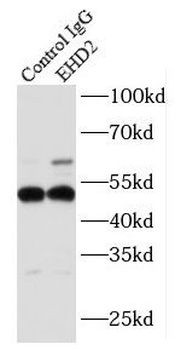 EHD2 Antibody
