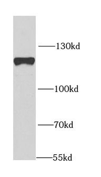 EIF3C Rabbit Polyclonal Antibody