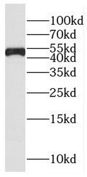 EIF3E Rabbit Polyclonal Antibody