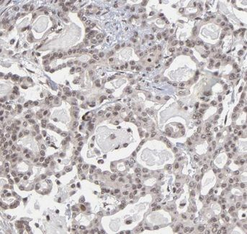 EIF3E Rabbit Polyclonal Antibody