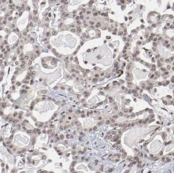 EIF3E Rabbit Polyclonal Antibody