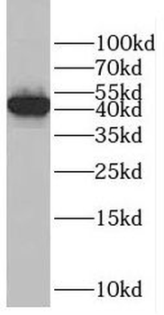 EIF3G Rabbit Polyclonal Antibody