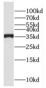 EIF3I Antibody