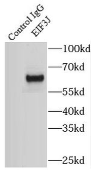 EIF3J Rabbit Polyclonal Antibody