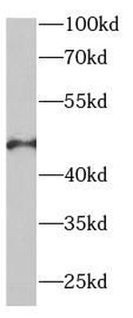 EIF4A2 Rabbit Polyclonal Antibody