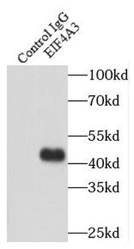 EIF4A3 Rabbit Polyclonal Antibody