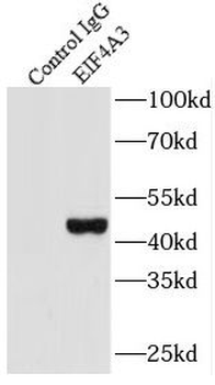 EIF4A3 Rabbit Polyclonal Antibody