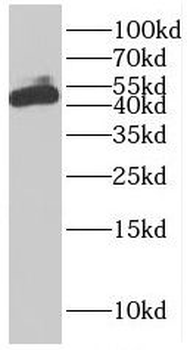 EIF5 Antibody