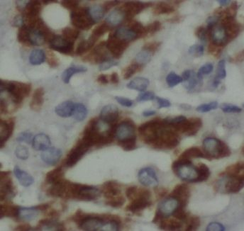 EIF5 Antibody