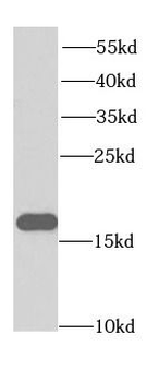 EIF5A Antibody