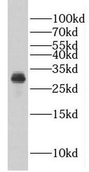 Eif6 Antibody