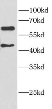 ELK1 Antibody