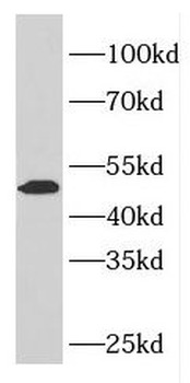 ELK4 Antibody
