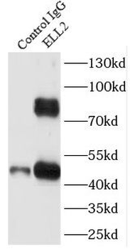 ELL2 Rabbit Polyclonal Antibody