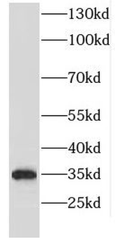 EMD Rabbit Polyclonal Antibody