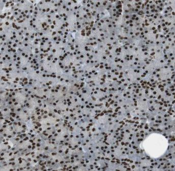 ENC1 Antibody