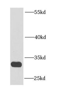 ENDOG Rabbit Polyclonal Antibody