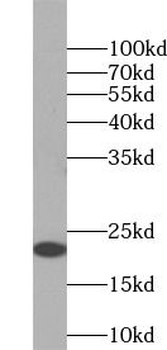 EDN1 Antibody