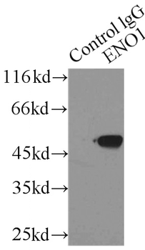 ENO1 Antibody