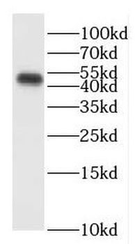 ENPP6 Rabbit Polyclonal Antibody
