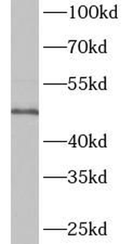 ENTPD1 Antibody