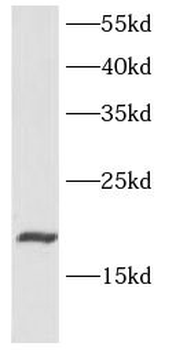 CCL11 Rabbit Polyclonal Antibody