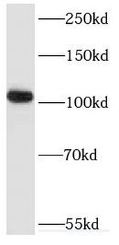 RAPGEF4 Rabbit Polyclonal Antibody