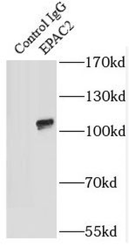 RAPGEF4 Rabbit Polyclonal Antibody