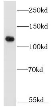 EPHA4 Antibody