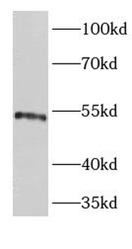 EPOR Antibody